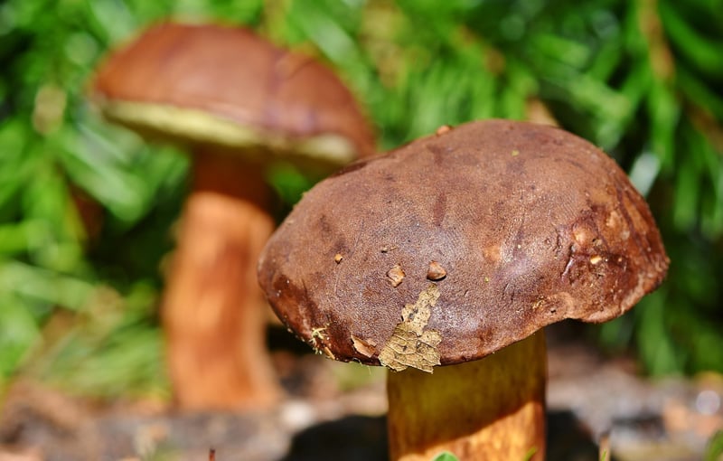 Gourmet Woodland Feast