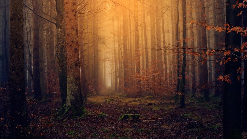 Romantic Woodland Dances