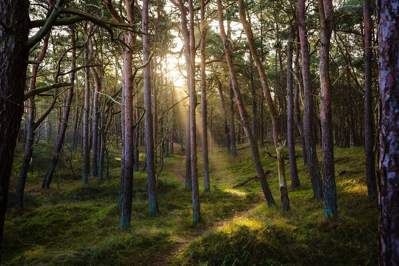 Woodland Dining